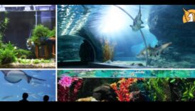 رحلات حية: لوحة من مغامرات السفر الفاخرة